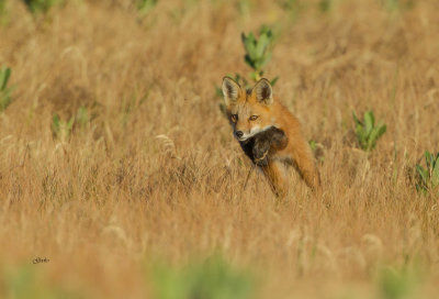 Red  fox ( Renard roux )