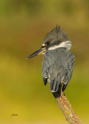 Martin pcheur (Belted Kingfisher)