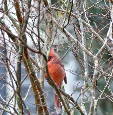 Northern Cardinal