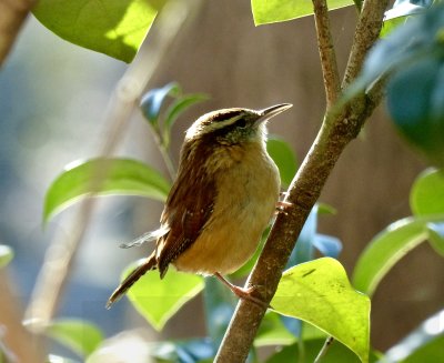 Carolina Wren