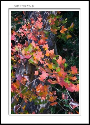 Fall Colors / SW Virginia