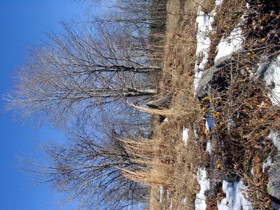 First Touches of Snow  - Hillside near Fox Hill Inn Cabins