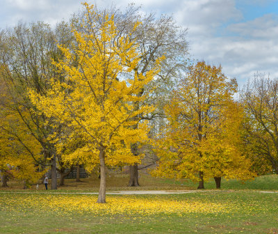 Shedding Leaves