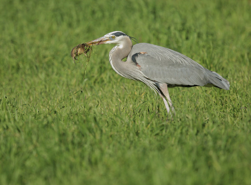 Great Blue Heron and gopher #1