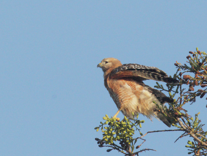 Red-shouldered Hawk