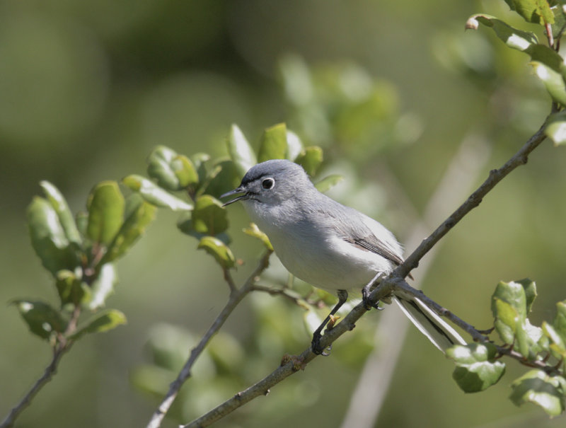 Blue-gray Gnatcatcher