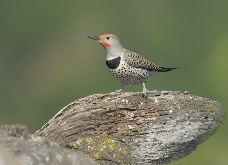 Northern Flicker, red-shafted male