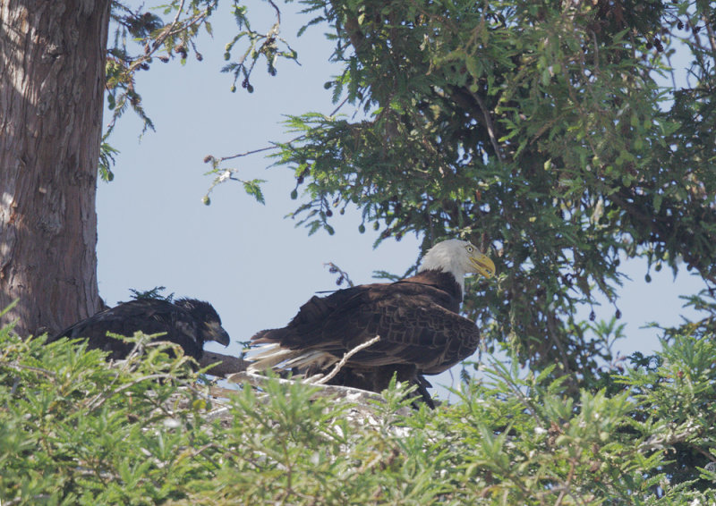 Bald Eagles, juvenile and adult