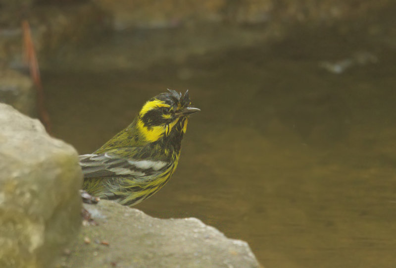 Townsends Warbler, male