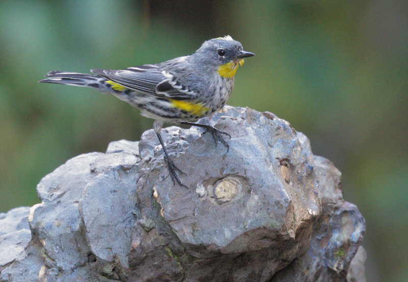 Yellow-rumped Warbler, Audubons