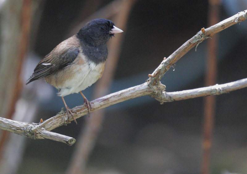 Dark-eyed Junco, Oregon male