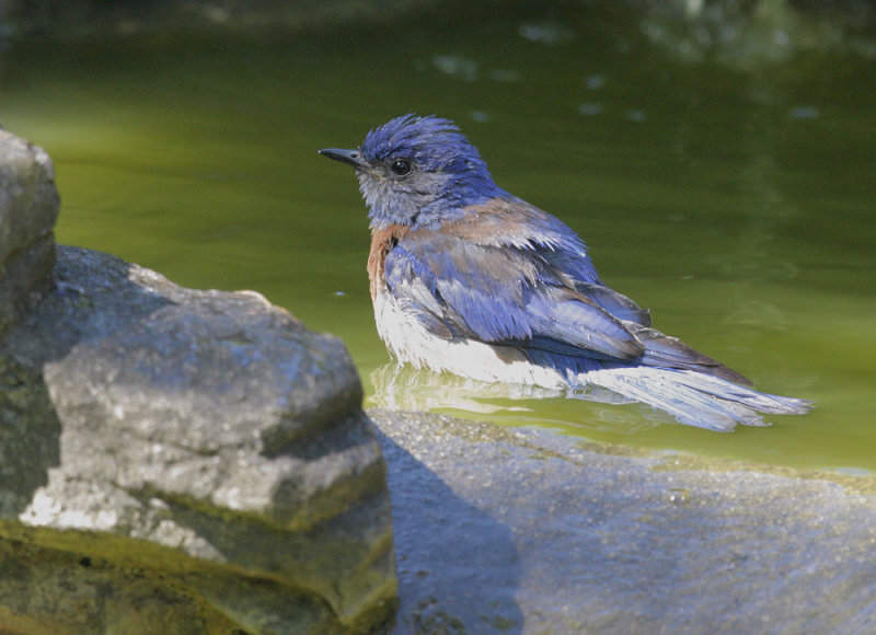 Western Bluebird, male bathing