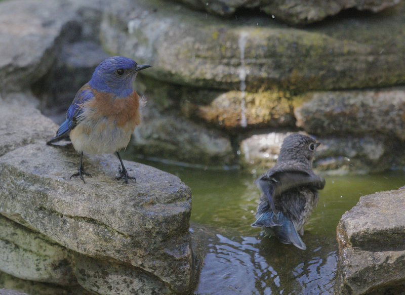 Western Bluebird, adult male and juvenile