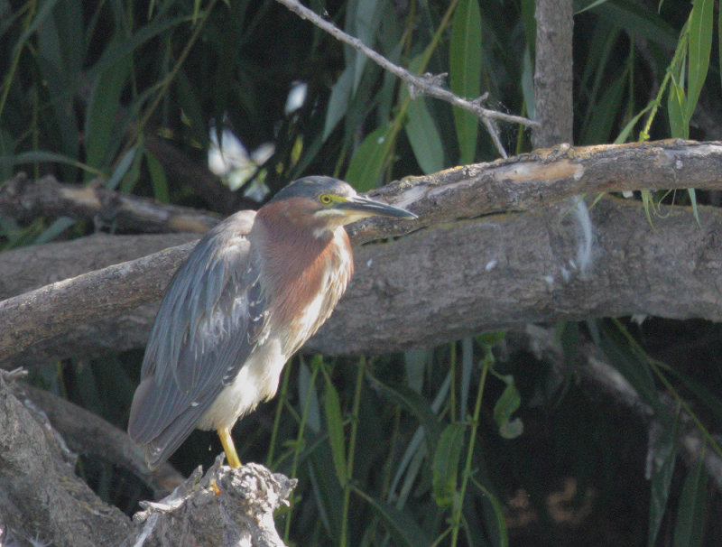 Green Heron, adult or second year
