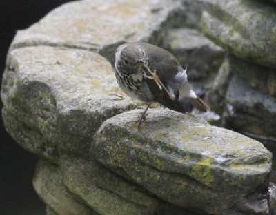 Hermit Thrush, foot in bill