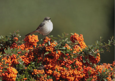 Northern Mockingbird