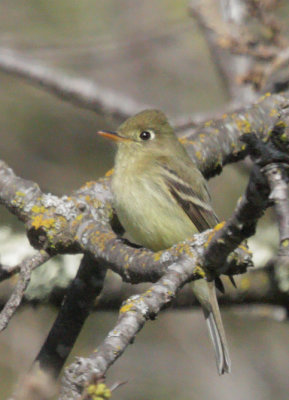 Pacific-slope Flycatcher