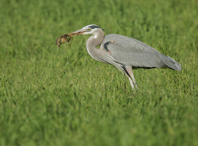 Great Blue Heron capturing gopher, Stanford campus, February 2019