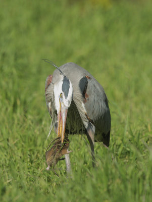 Great Blue Heron and gopher #2