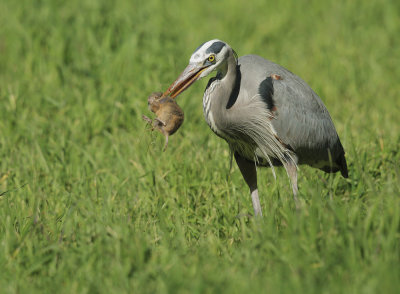 Great Blue Heron and gopher #3
