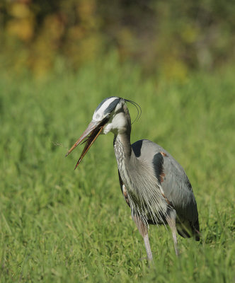 Great Blue Heron and gopher #4