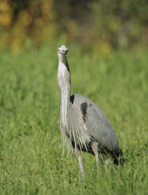 Great Blue Heron and gopher #5