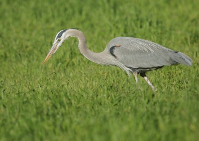 Great Blue Heron and gopher #0