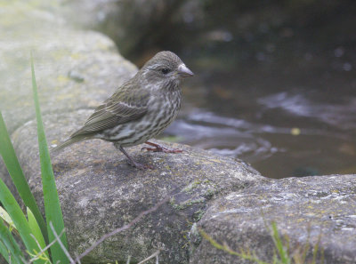 Purple Finch, female