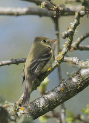 Pacific-slope Flycatcher