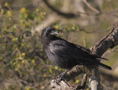 American Crow