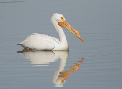American White Pelican, breeding plumage
