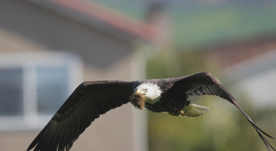 Bald Eagle, carrying grass
