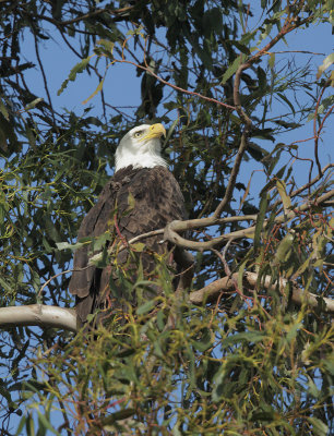 Bald Eagle