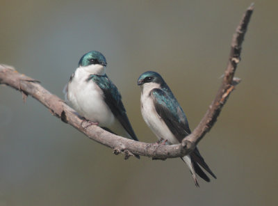 Tree Swallows, pair