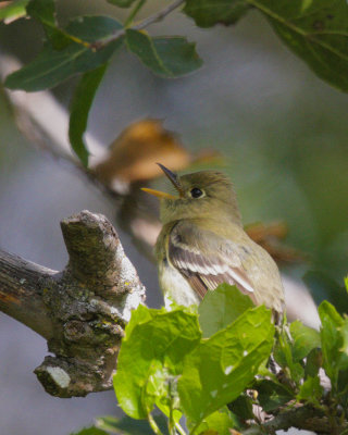 Pacific-slope Flycatcher, singing