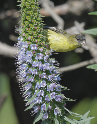 Lesser Goldfinch, male