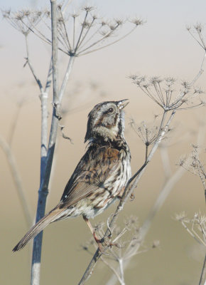 Song Sparrow, singing male