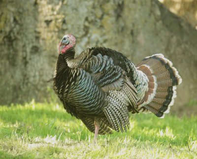 Wild Turkey, male, in full display