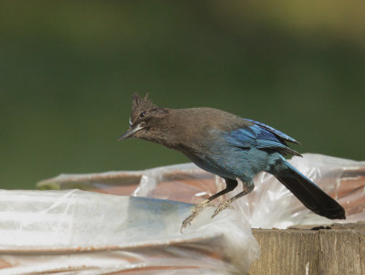 Steller's Jay, scavenging