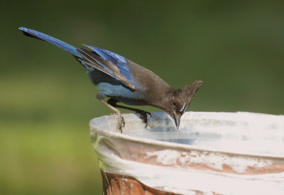 Steller's Jay, scavenging