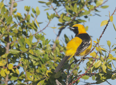 Hooded Oriole, male