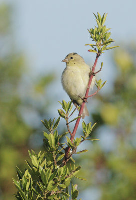 Lesser Goldfinch, female