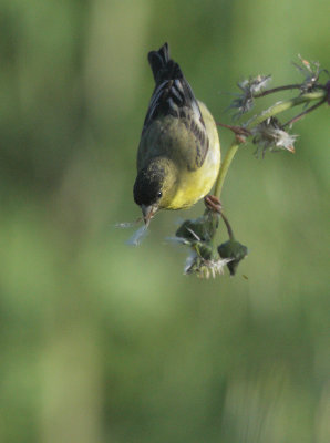 Lesser Goldfinch, male gathering next material