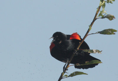 Red-winged Blackbird, male Bicolored