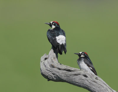 Acorn Woodpeckers, pair