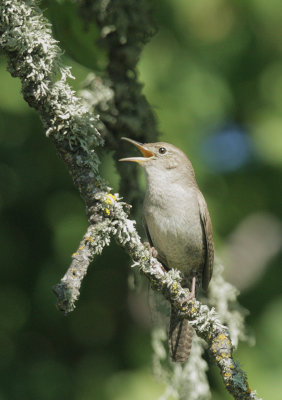 House Wren