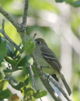 Pacific-slope Flycatcher