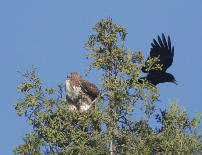 Red-tailed Hawk, immature, with American Crow