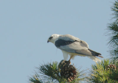 White-tailed Kite with killed rodent