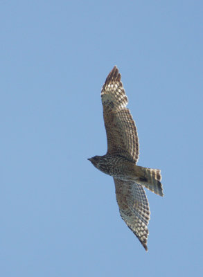 Red-shouldered Hawk, juvenile